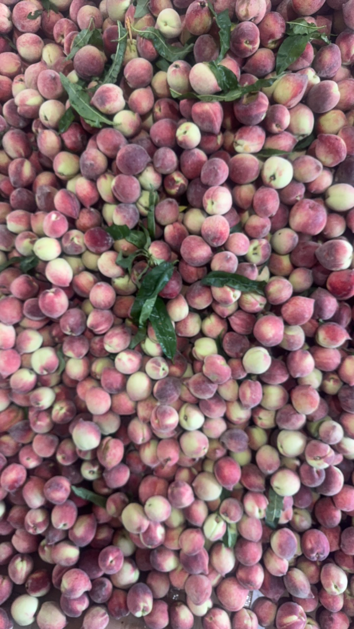 【脆桃子】老品种桃子现摘现货个头不大