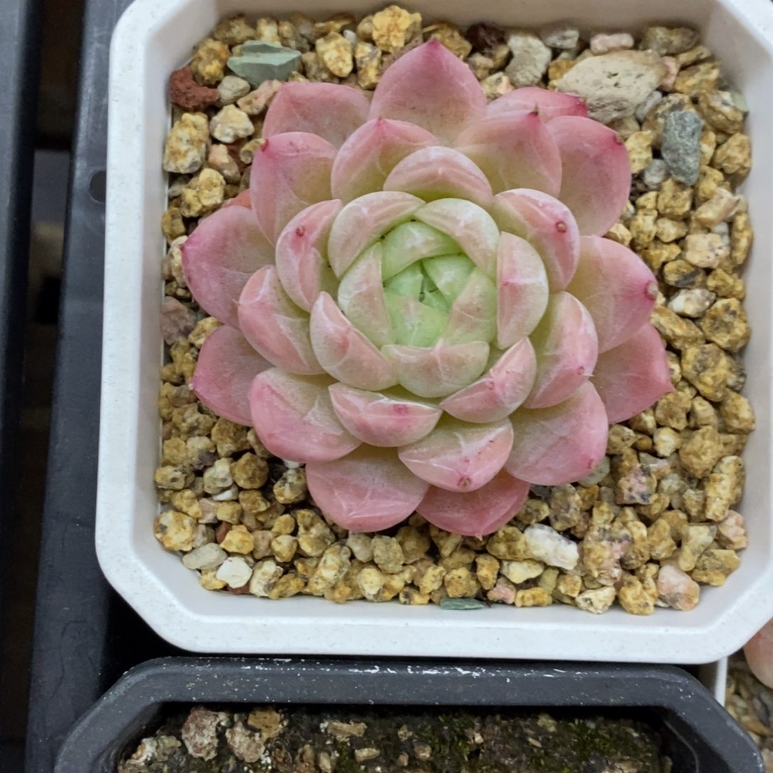 精品多肉一物一拍不包整318