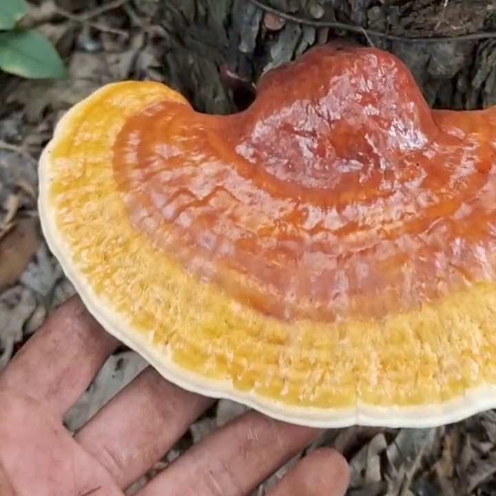 灵芝菌包2袋（木头专用）回家自己种