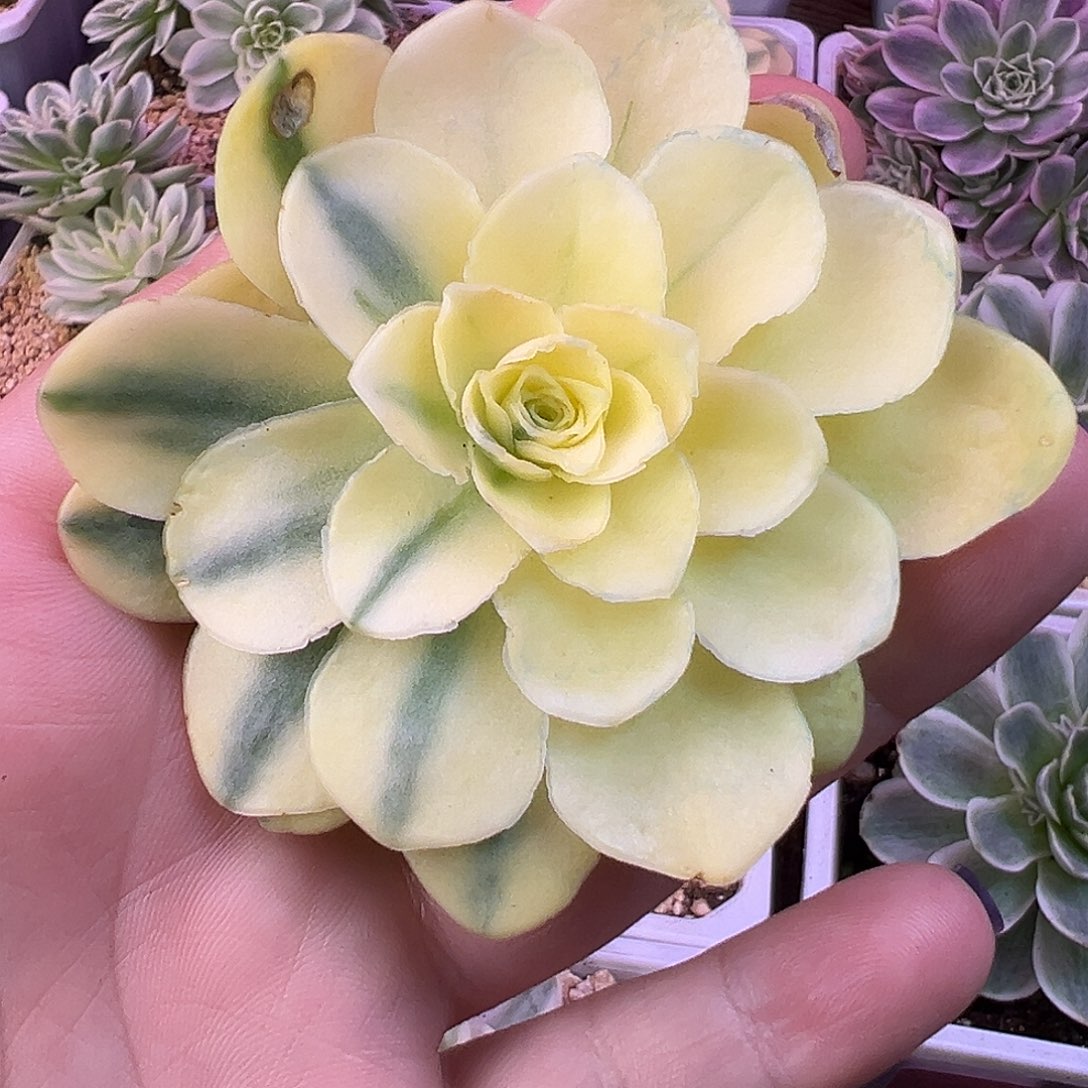 *****山地玫瑰锦泽月1418号