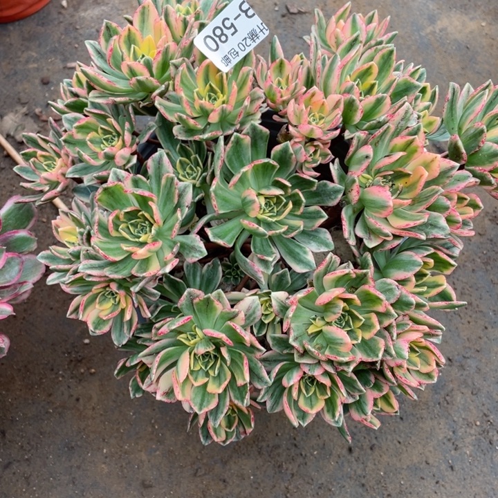 580甜茶多肉。11345678多肉