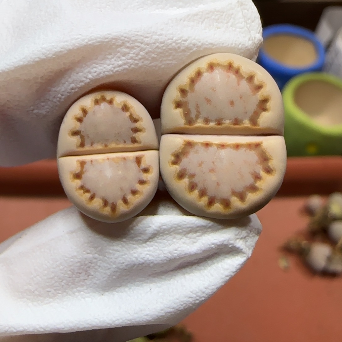 12.25.c24饼干.9013圣诞福利