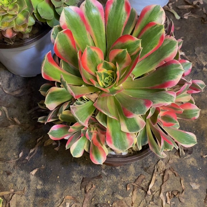 霞***姐妖月多肉断头不包1427