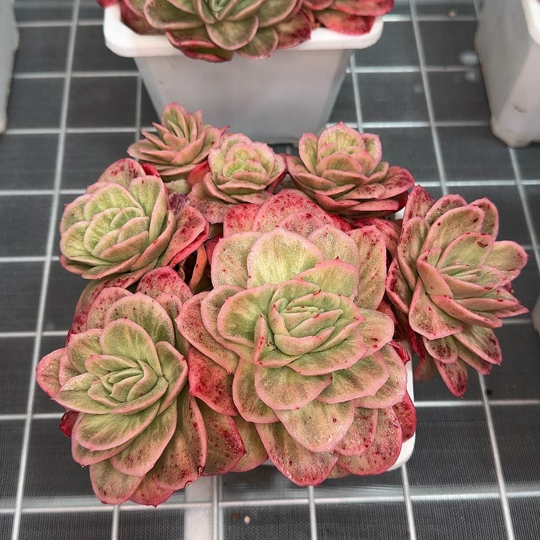 从前慢甄选多肉编号冰玫瑰锦