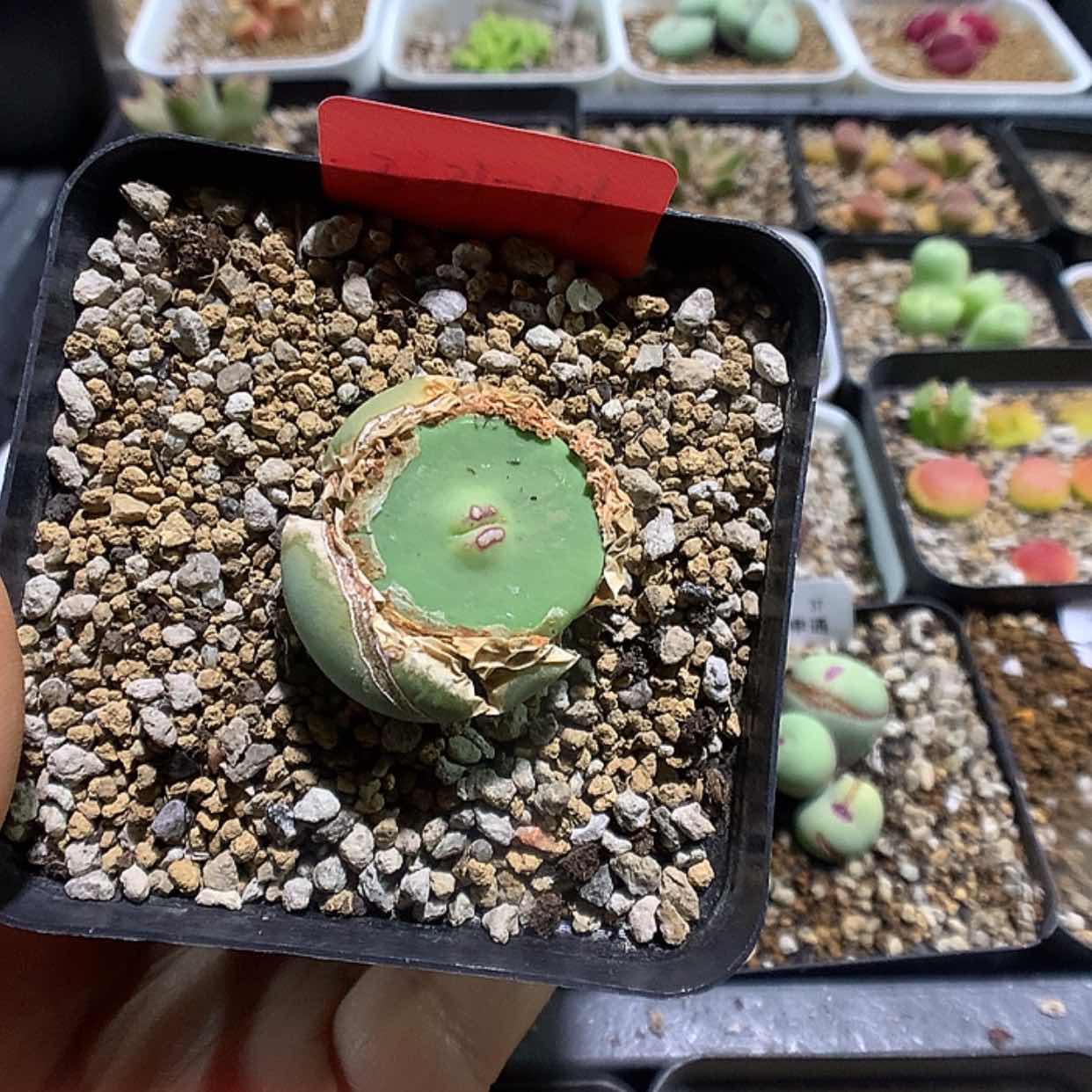 【闪购商品】3-21-14 大型小红嘴一颗 60