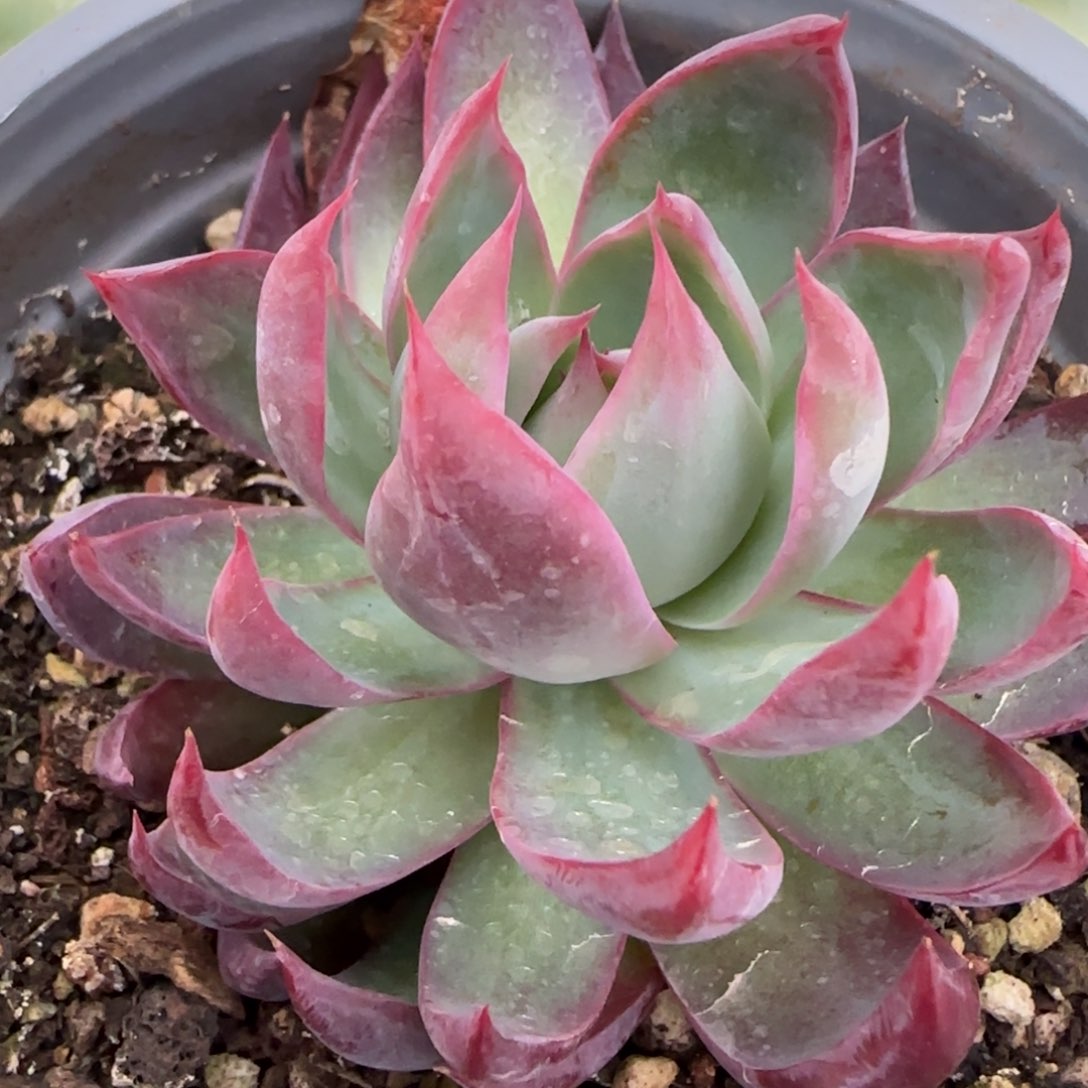 惊鸿仙子锦多肉植物