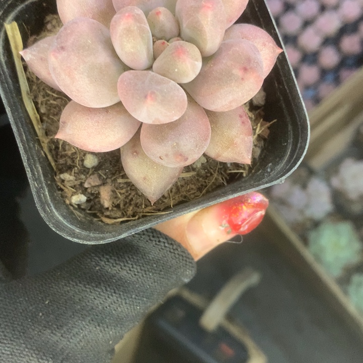 车厘子。胖。（满9.99包邮不满9.99发叶子）