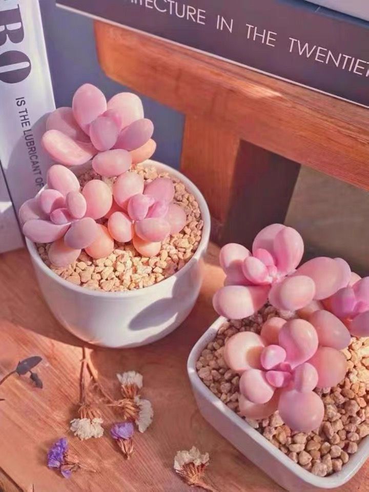 多肉植物一物一拍