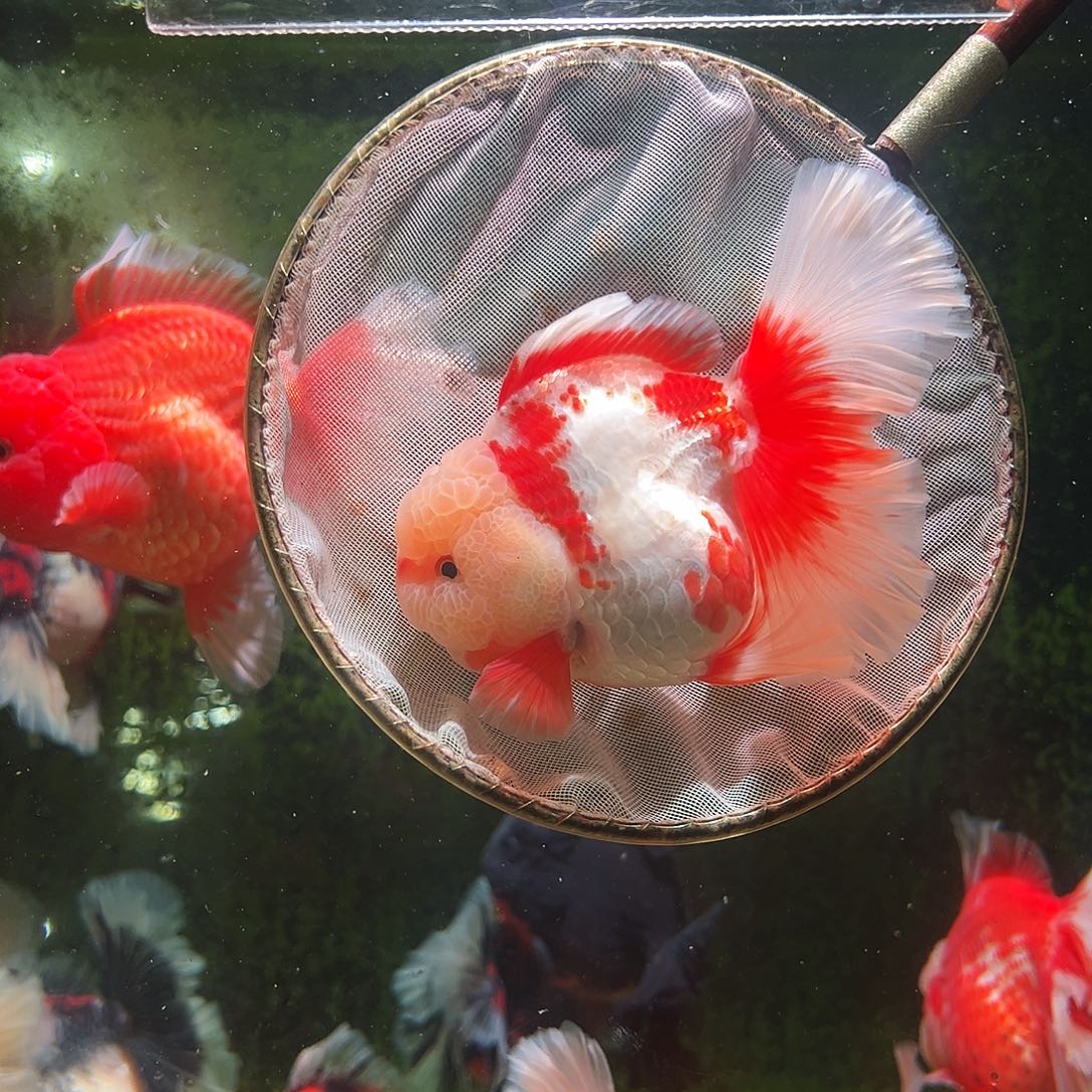 金鱼百褶泰狮冷水金鱼