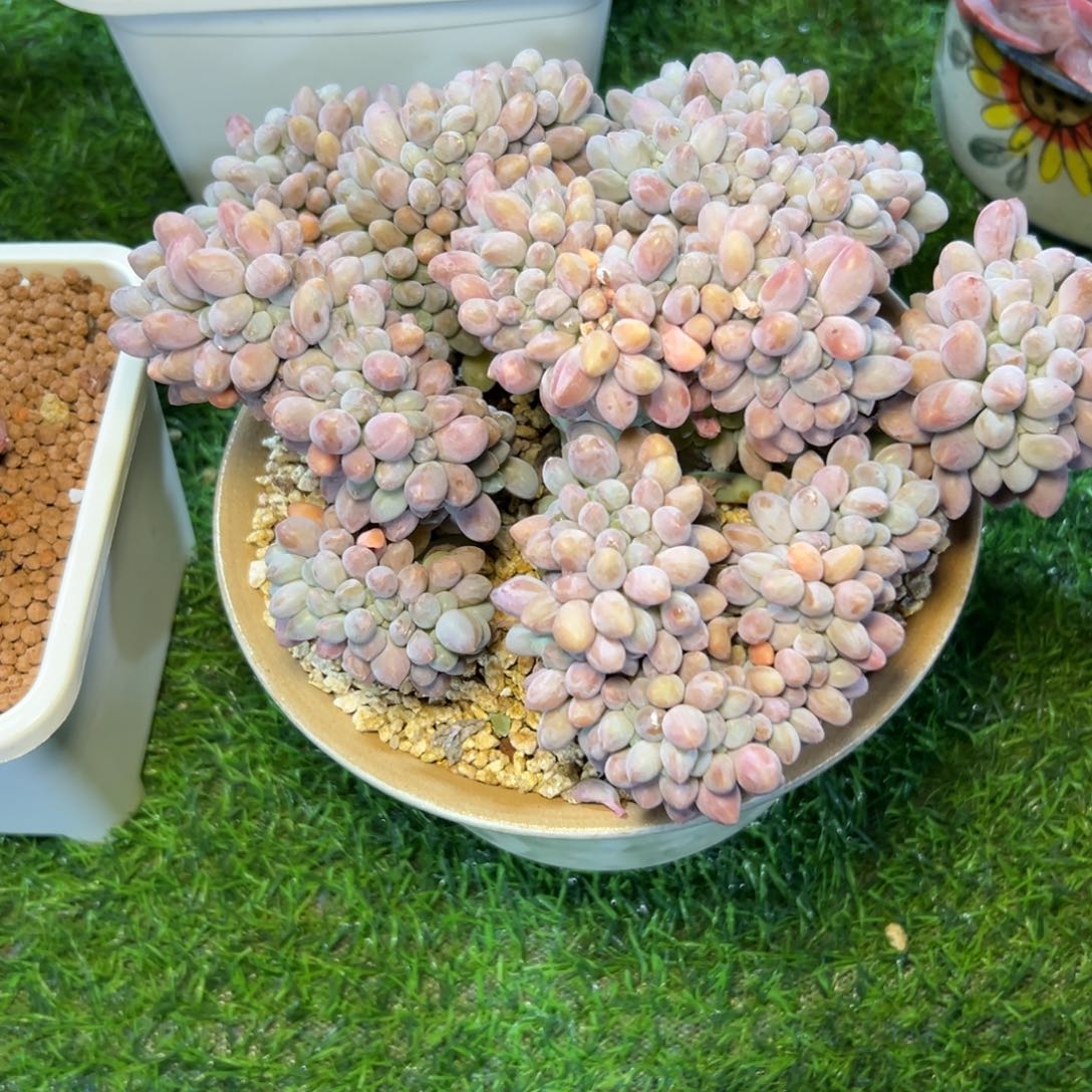 汤，园，缀……发货…………