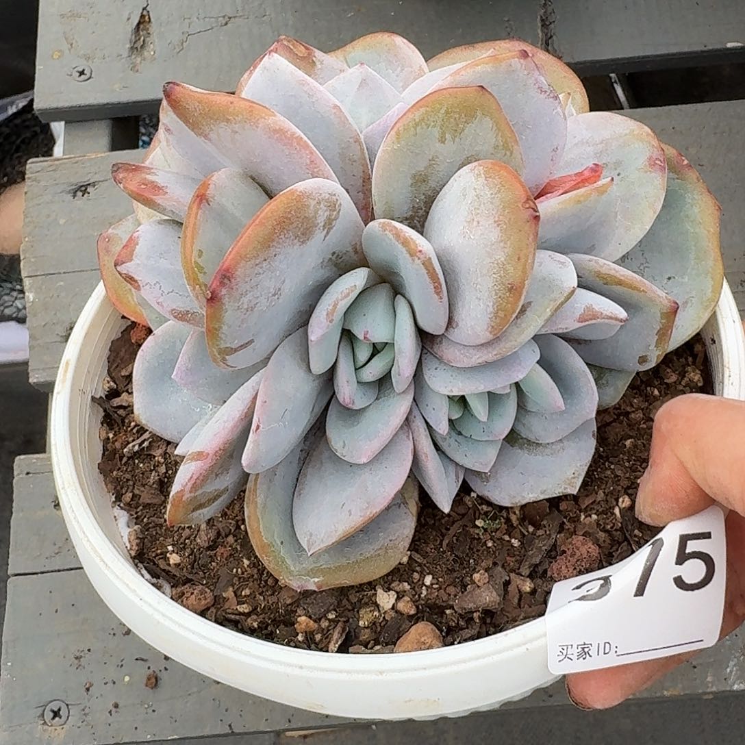 #375 售后范围：签收起7天内