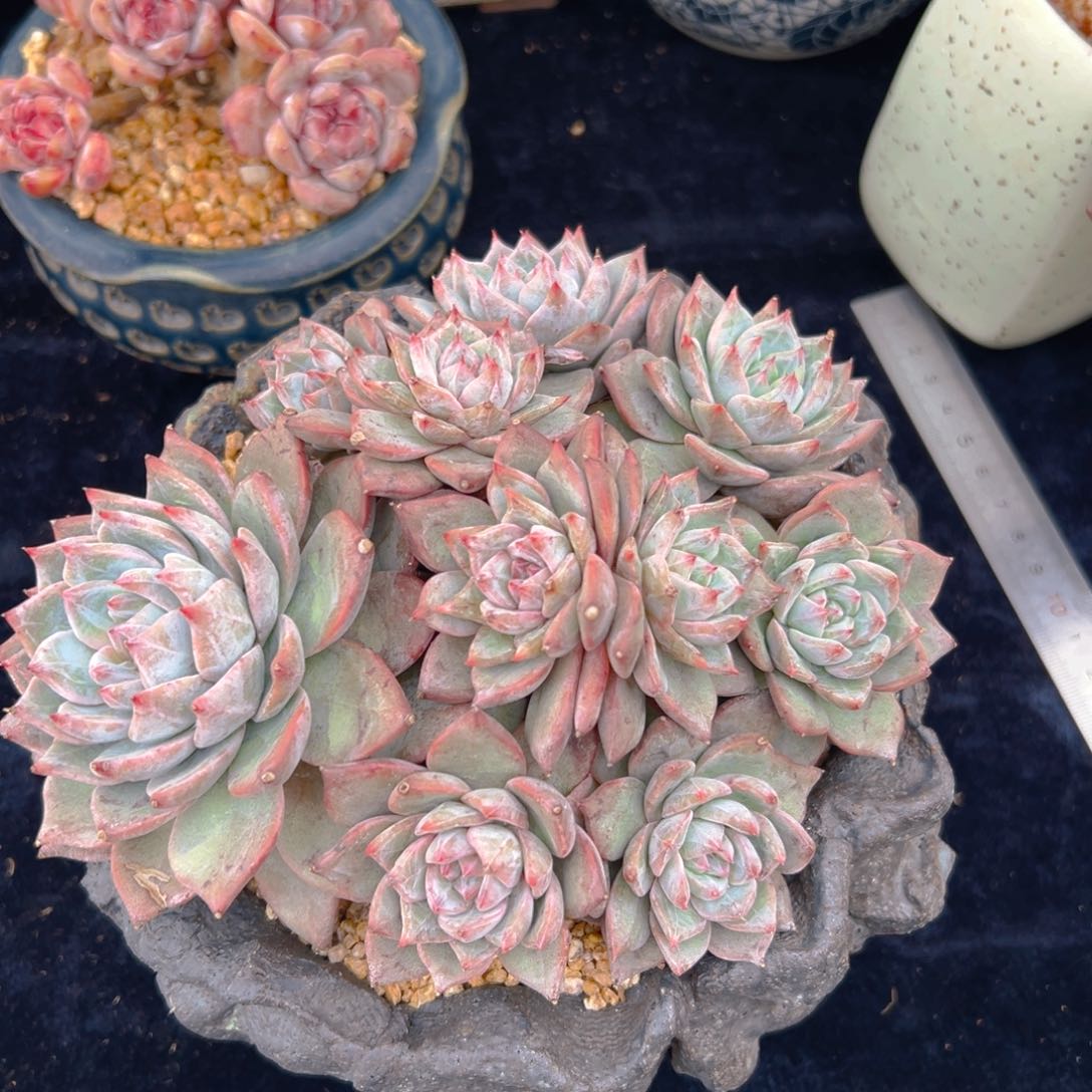 新年快乐 新年快乐