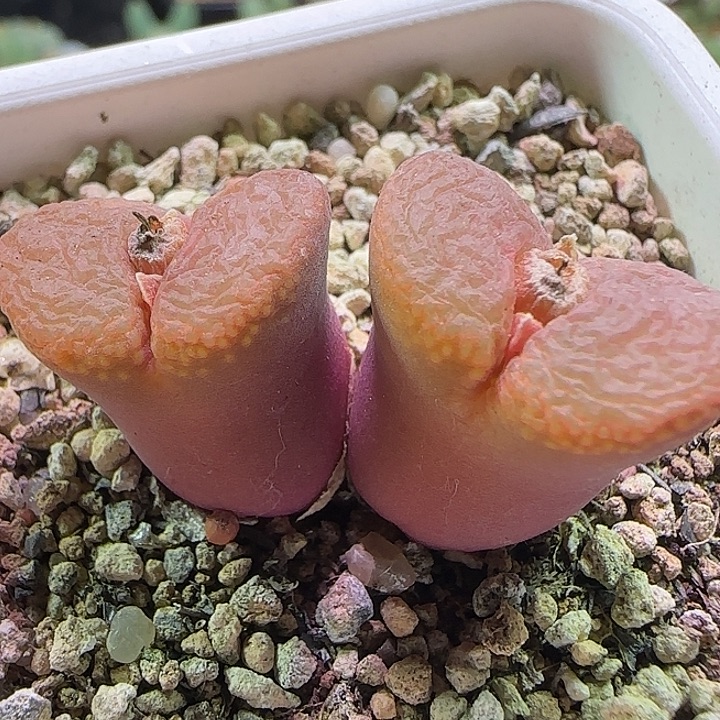 开播福利活动。  625