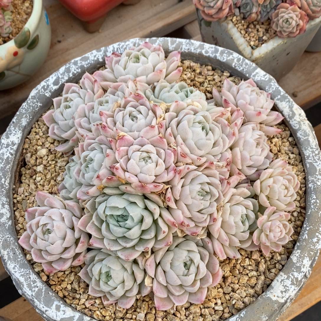 精晶多肉一物一拍不包整174