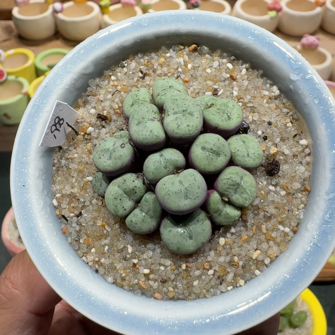 蘑菇1322肉锥群多肉植物