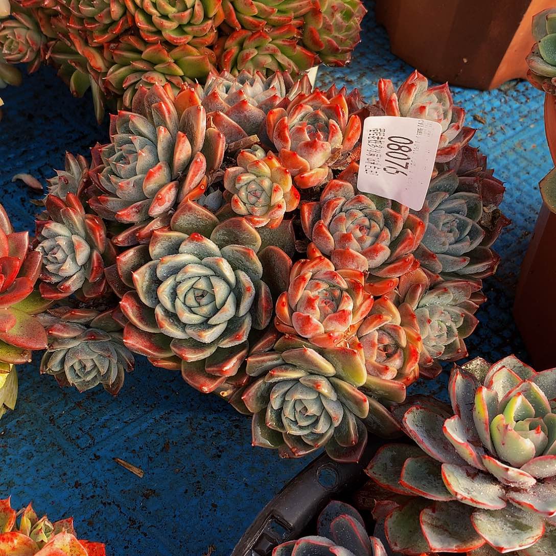 女***人    如梦令多肉08076