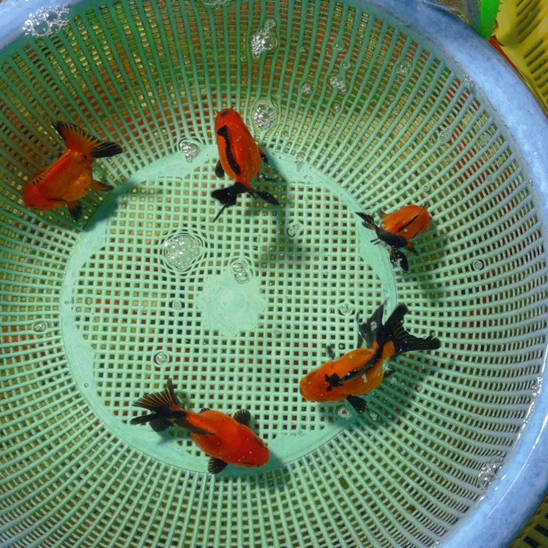 海水鱼黄身黑尾5，3-5厘米