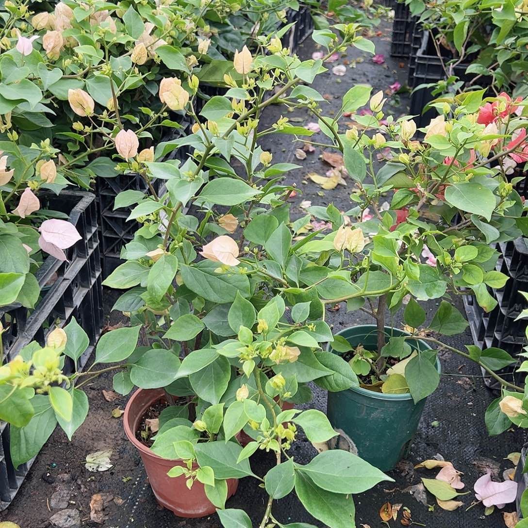 大部分花苞少量开放