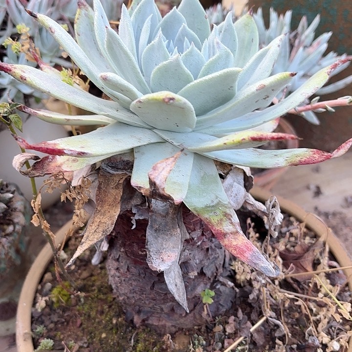 仙女杯多肉植物提取