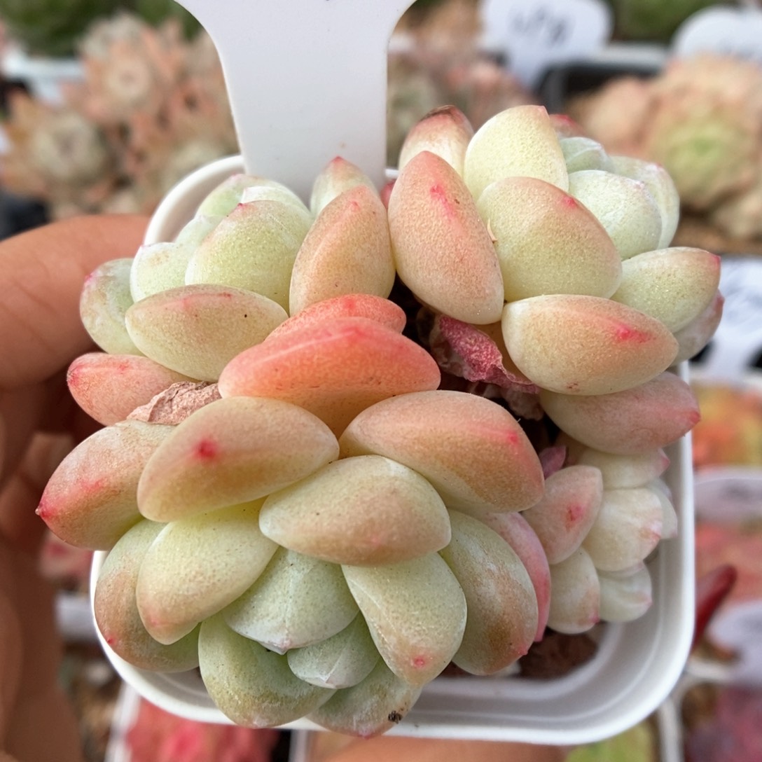 白底冰玉群生可拍994号