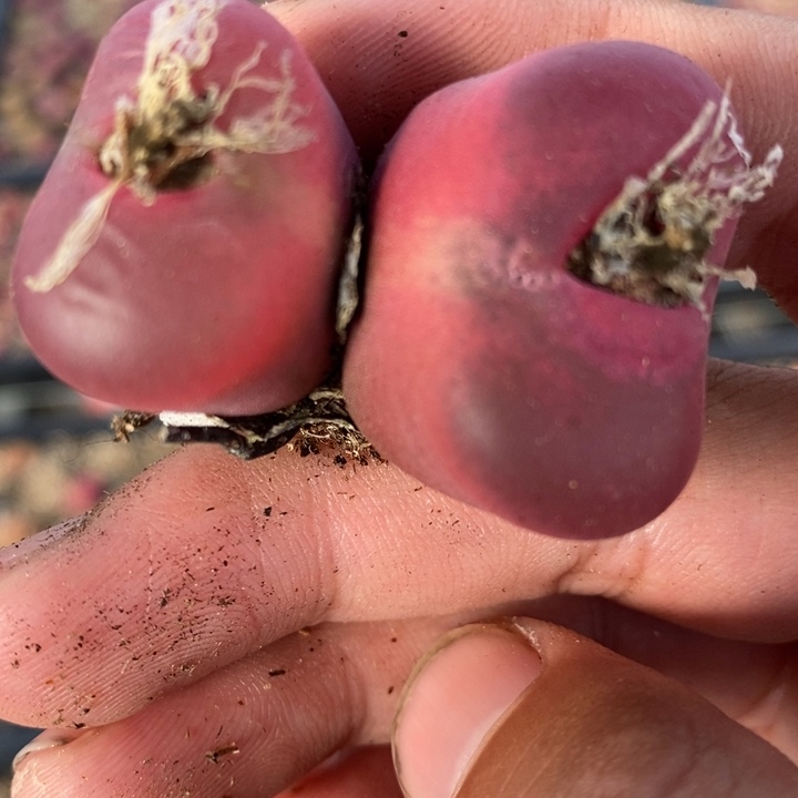 1619一颗一颗一颗