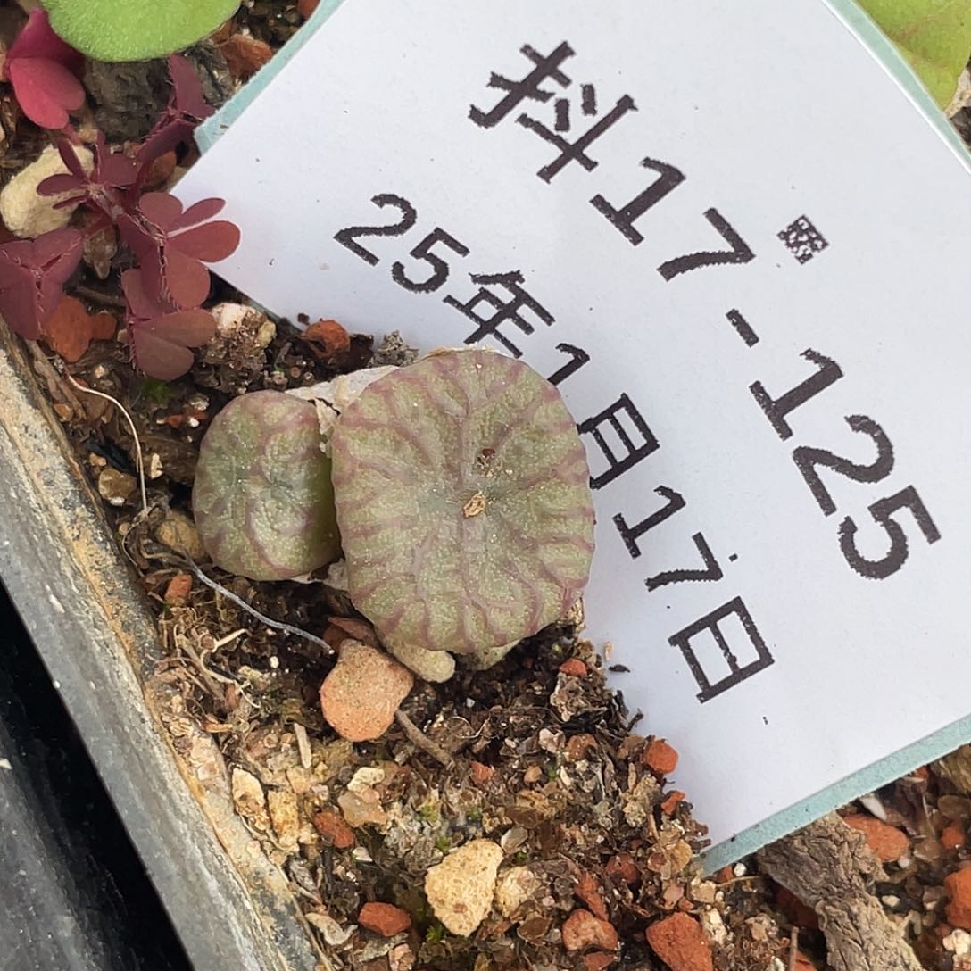 17-125送奶杂多肉植物