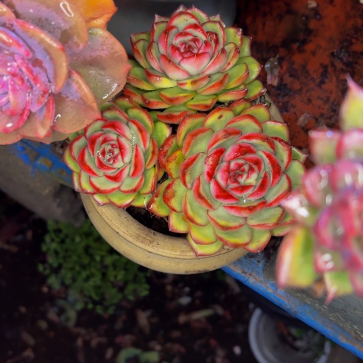 T***.老桩精品肉肉万宝龙