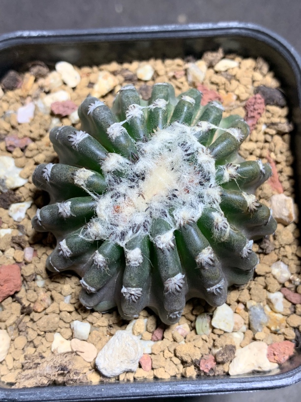 雪顶奇特球 多棱仙人球多肉 一物一拍包邮非偏远