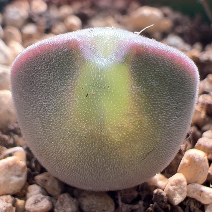 w998。青蛙2年 特选红标 超短耳特球体 88折后价！