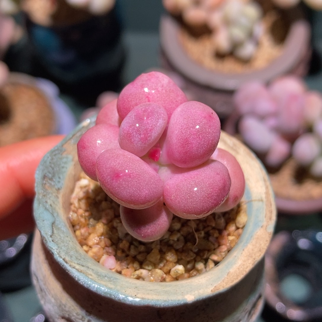 油煎丸子一物一拍