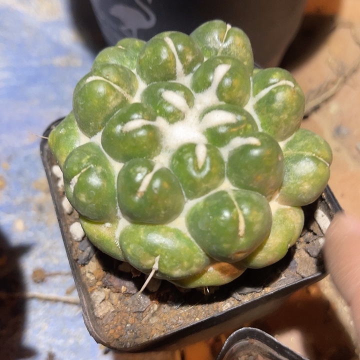 满38包邮2天凑单，脱土晾根发货多肉植物