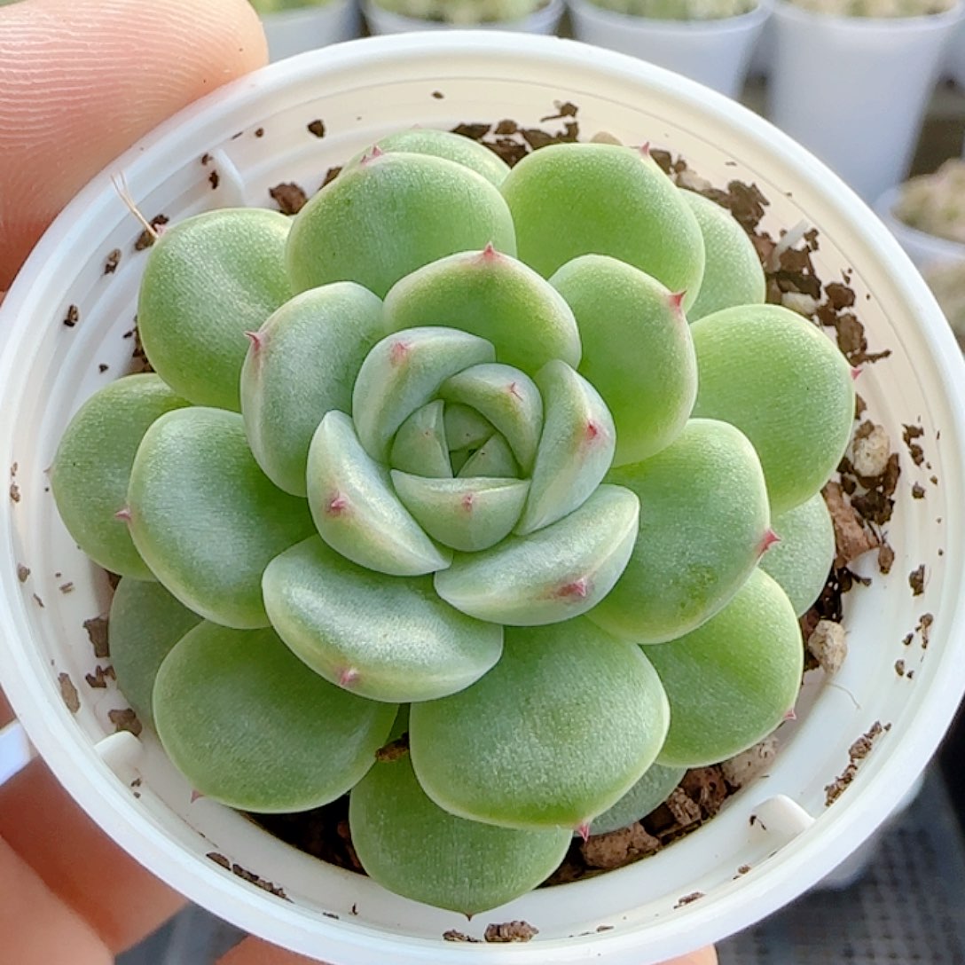 1112-85（优选麦秆）