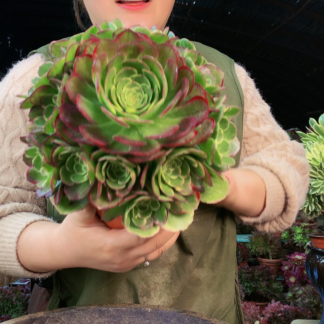 sssssssssssssss绿宝