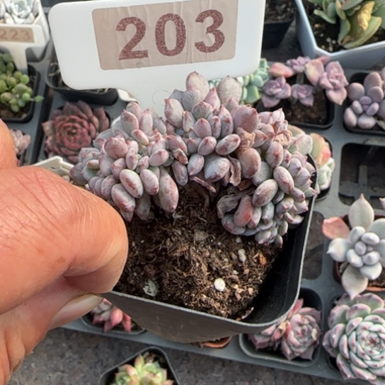 203玛瑙缀多肉植物多