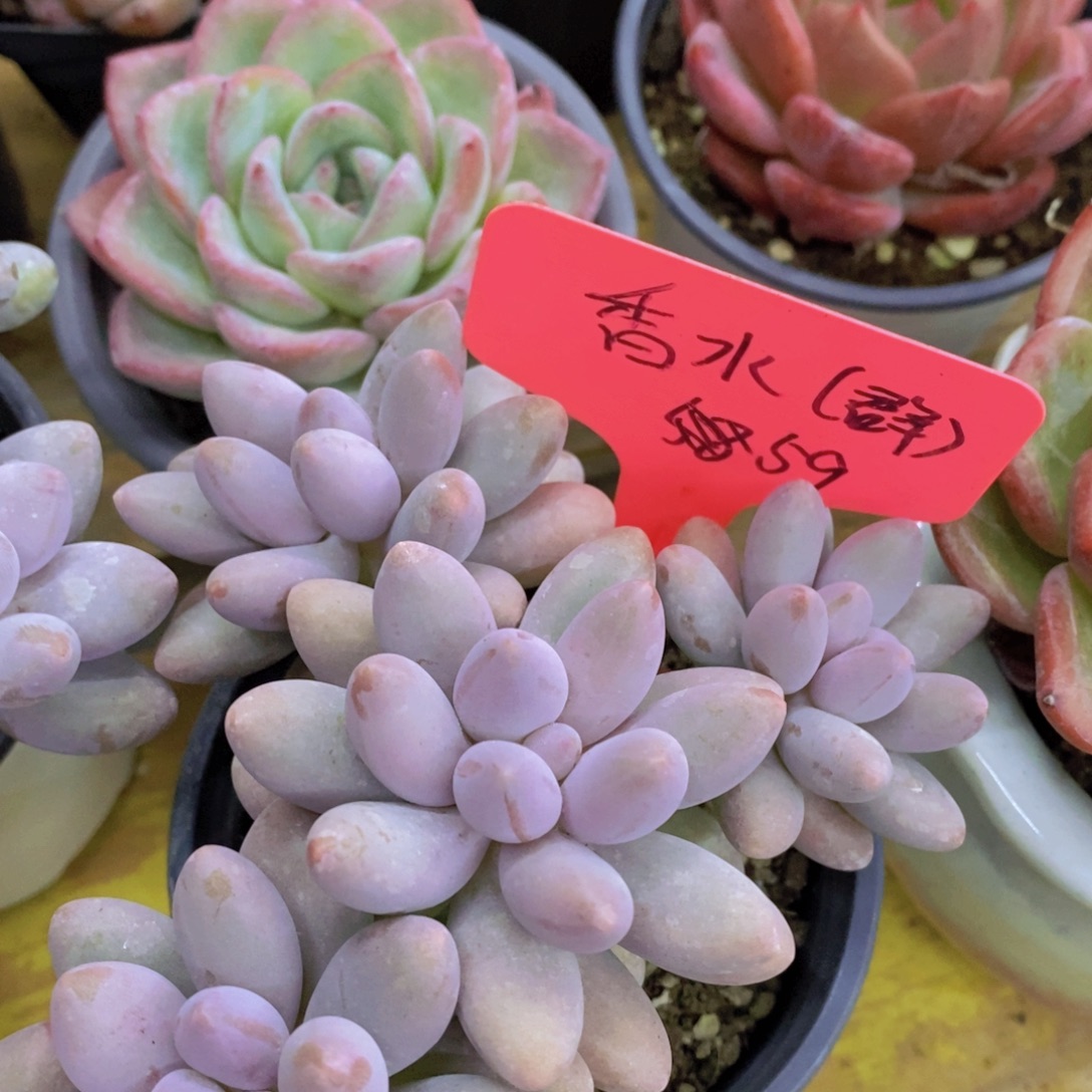 开心多肉，最后一场