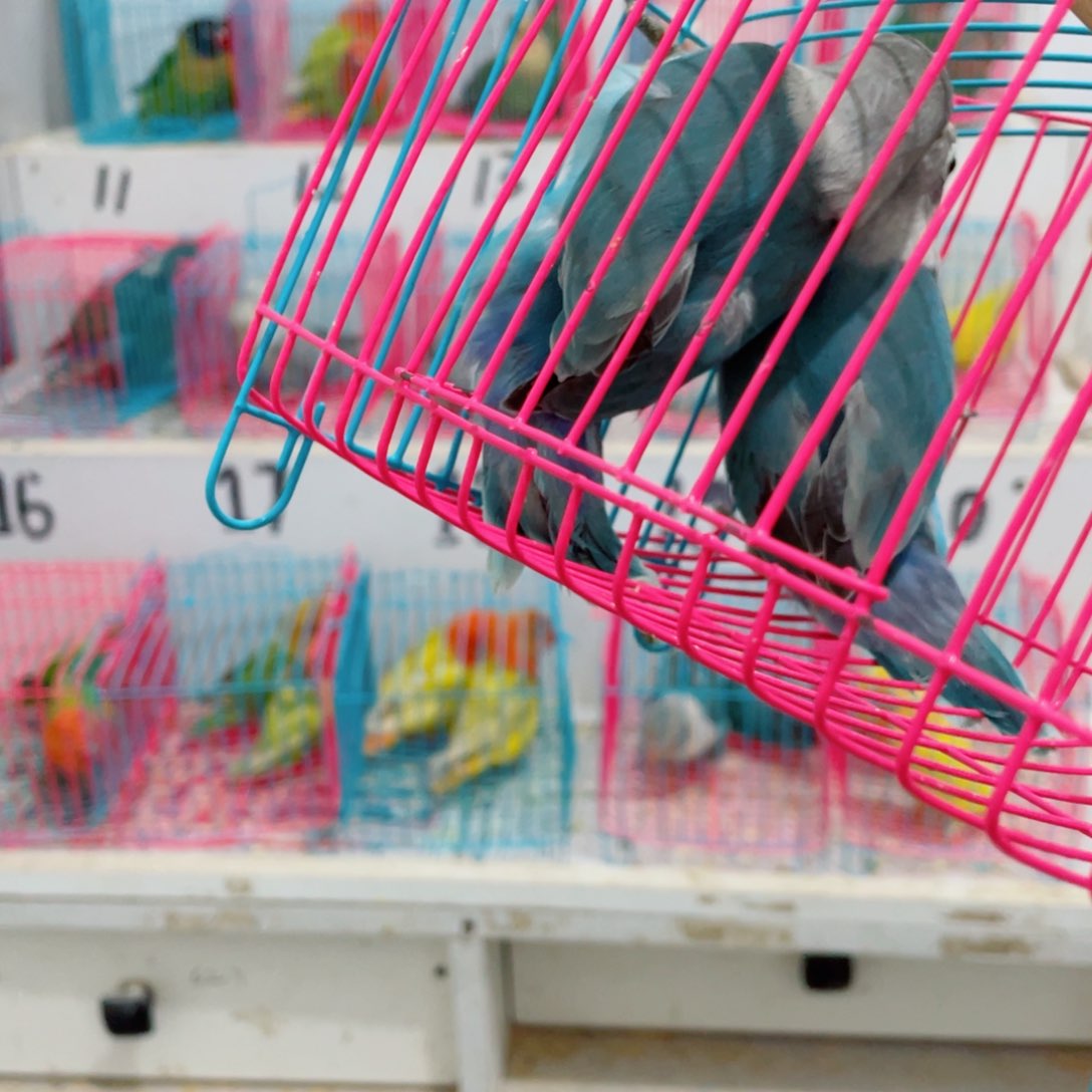 桃脸牡丹鹦鹉碎*念牡丹