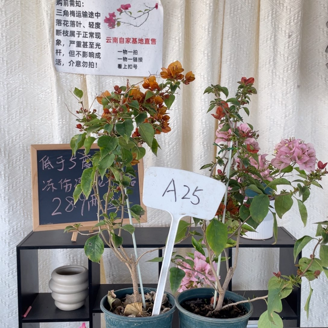难***涂全部花朵日落+奥古斯塔A25
