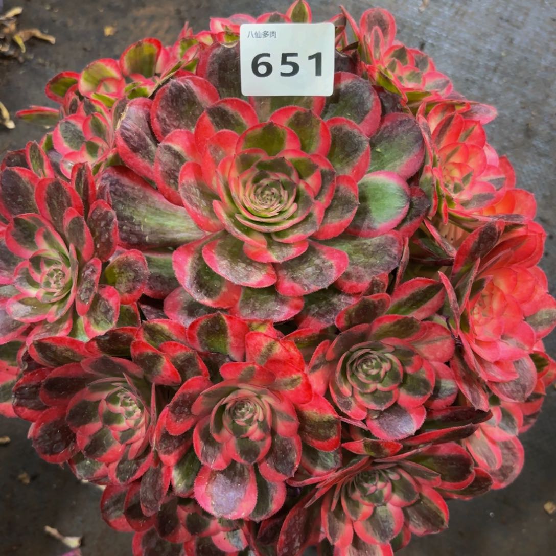 651多肉植物荔枝变异无根