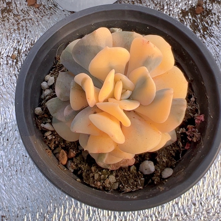 雪精灵锦【一物一拍】香尔卉园艺