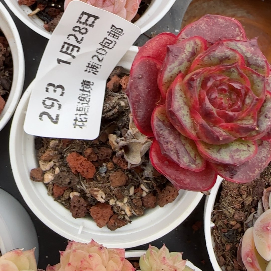 花语逸镜0128-293妖娆