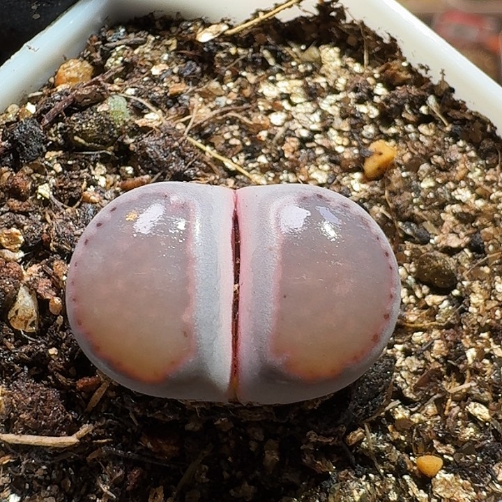 生石花233:：：。  26