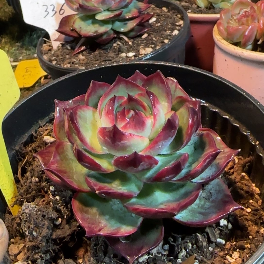 黑红惊鸿一物一拍包装收缩花旱415