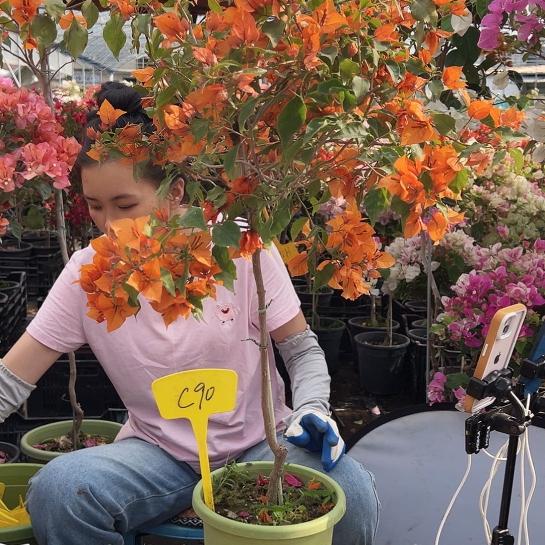 人***途大部分花苞少量开放C90橙桑巴