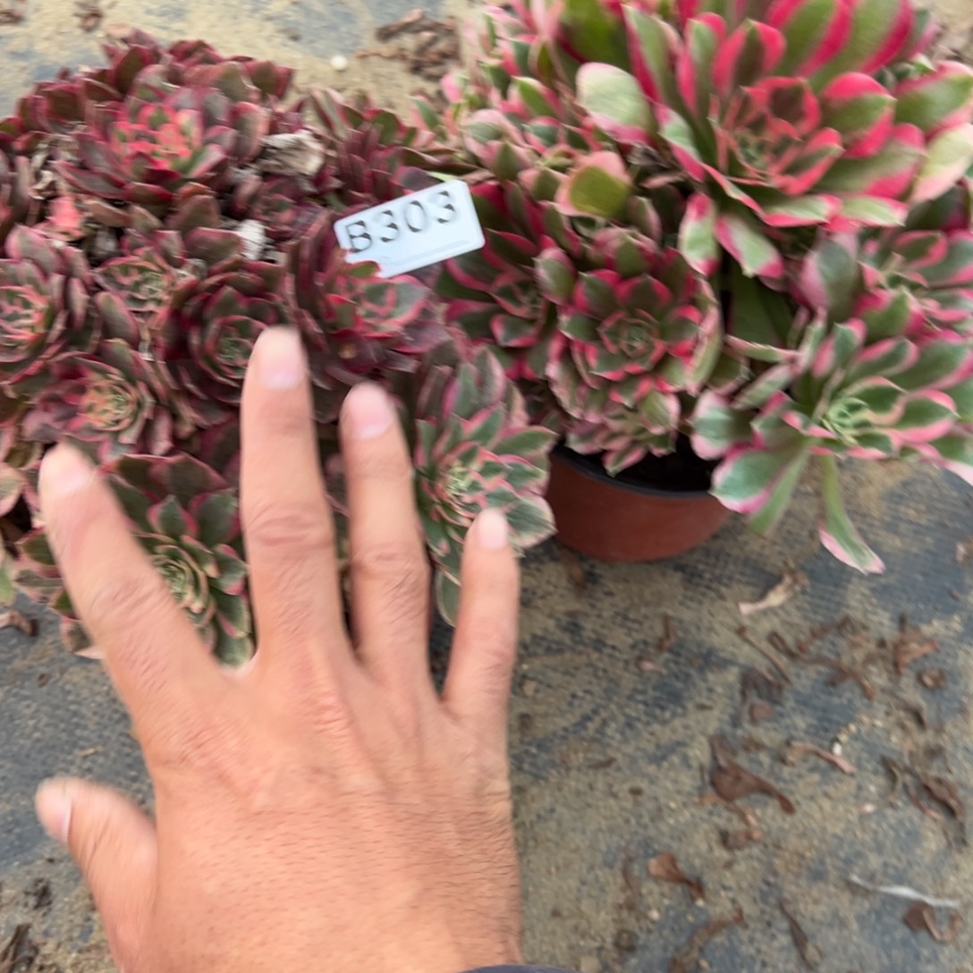 半***义303两颗组合多肉植物法师