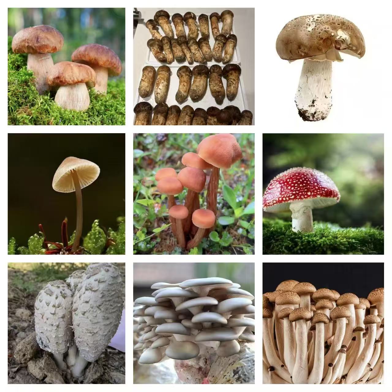 1【土特产-Y-S-H-J】净含量：250-1000g【阿奎现收】