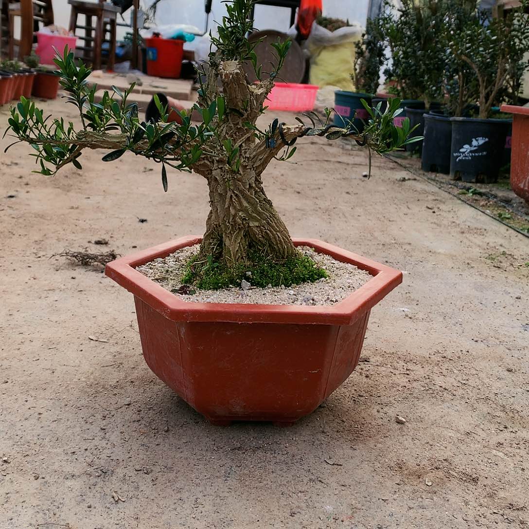 红陶一物一拍 土球发货