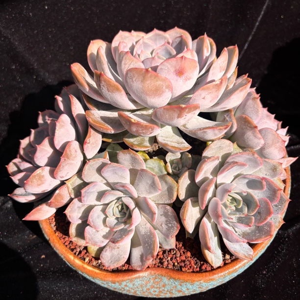 多肉植物一物一拍菲欧娜无砍大群叶展25cm