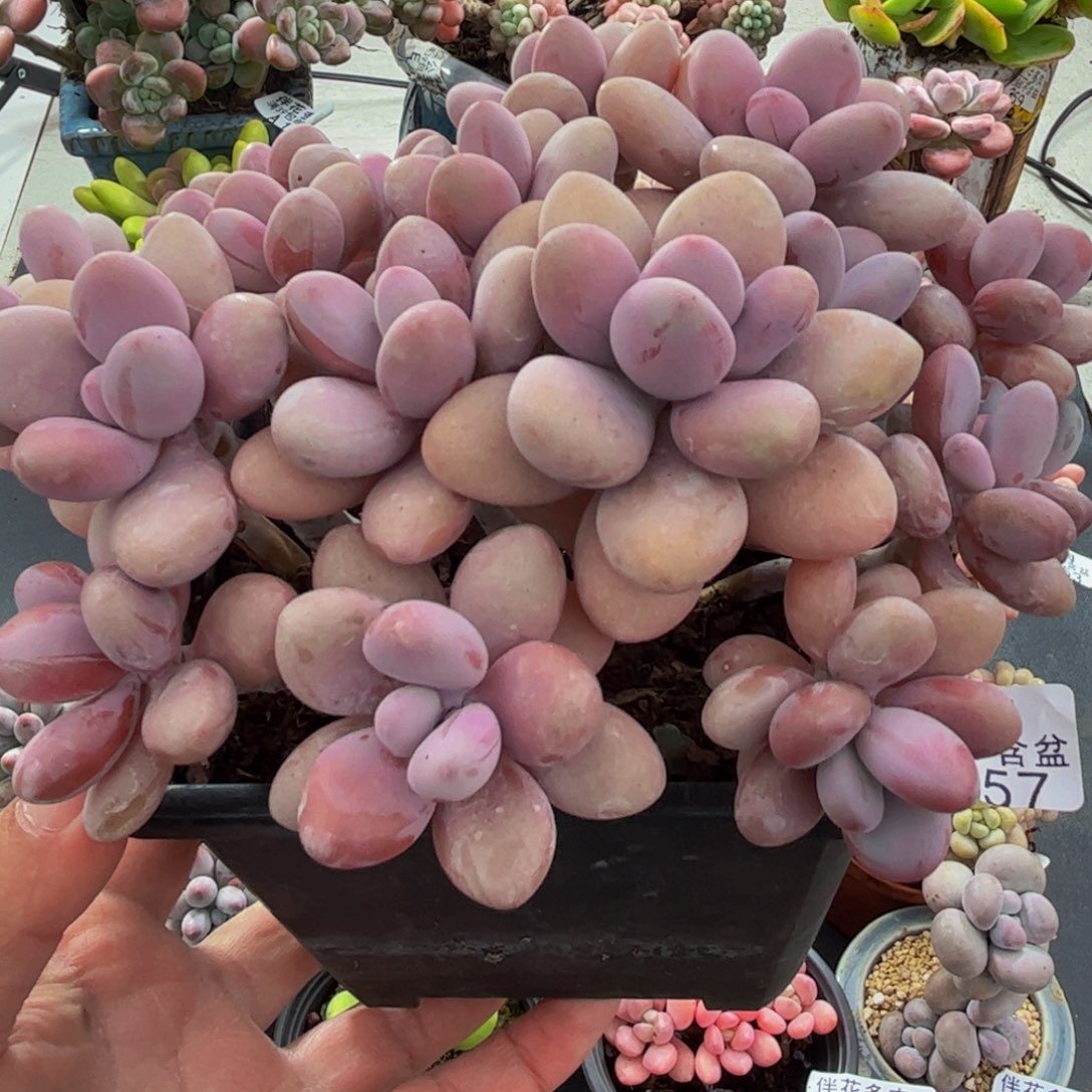 1657糖果桃蛋15cm多肉