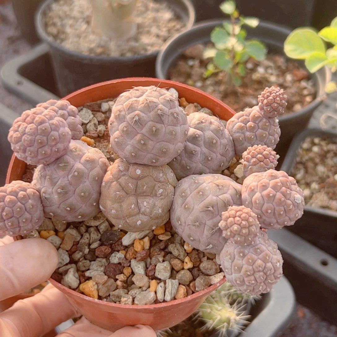 群生 习志野仙人球