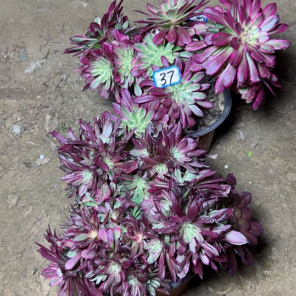 【闪购商品】多肉植物两个37